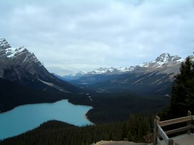 Trees in Canada - what is your log cabin timber type? Trees in Canada - what is your log cabin timber type?