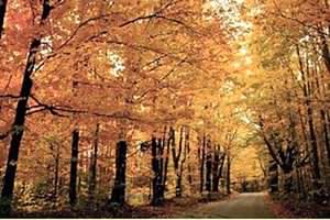 Log cabin timber comes from a sustainable source! Log cabin timber comes from a sustainable source!